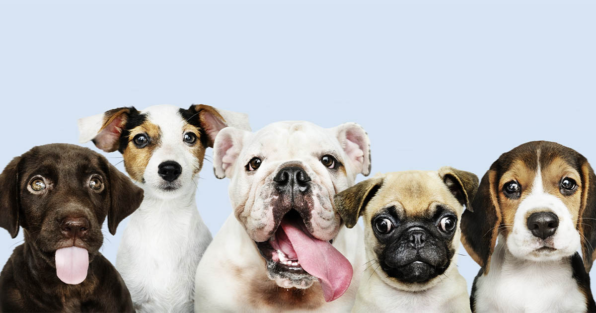Panel de rasgos y trastornos caninos AgriSeq